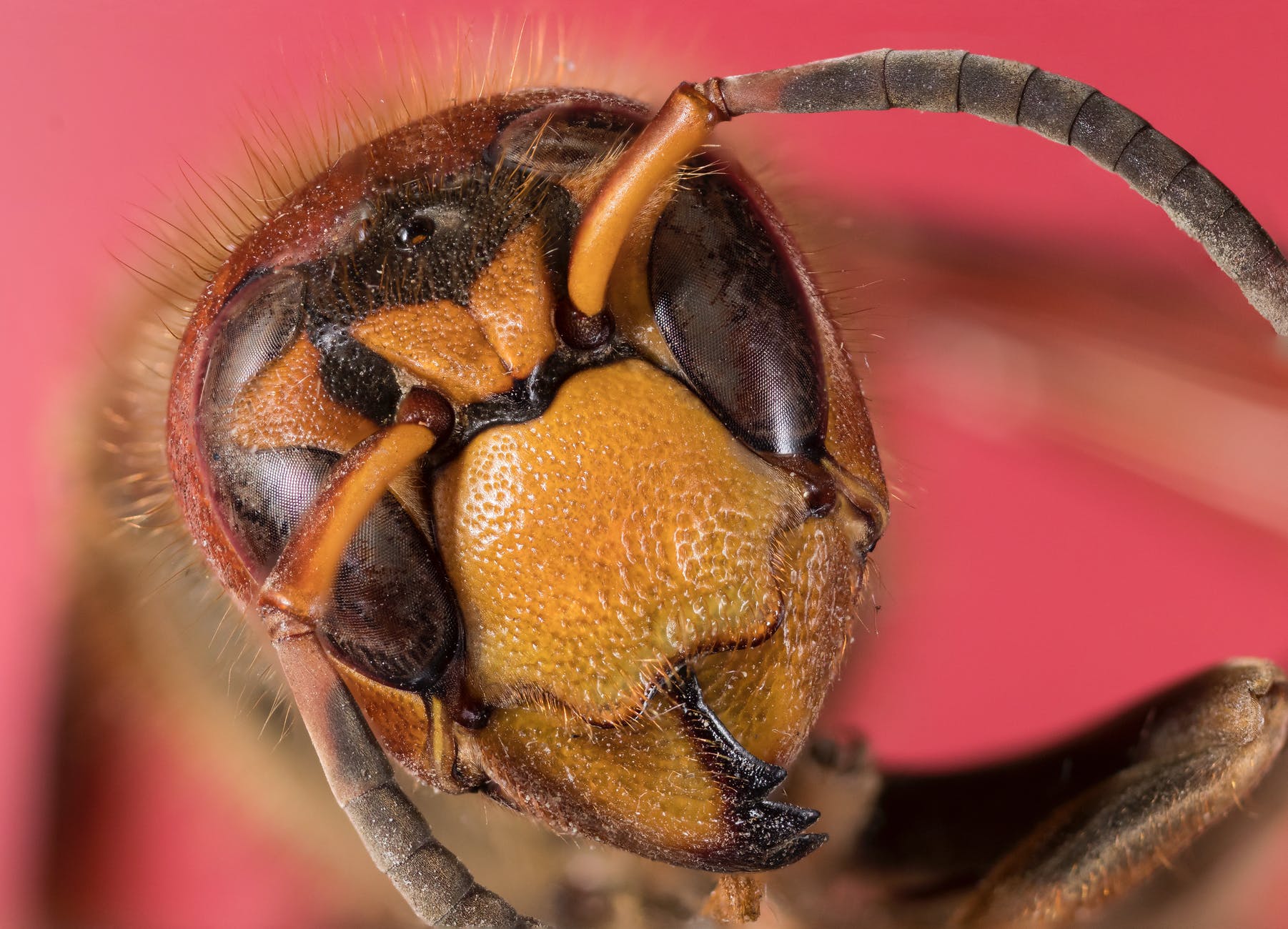 macro photography of a bee