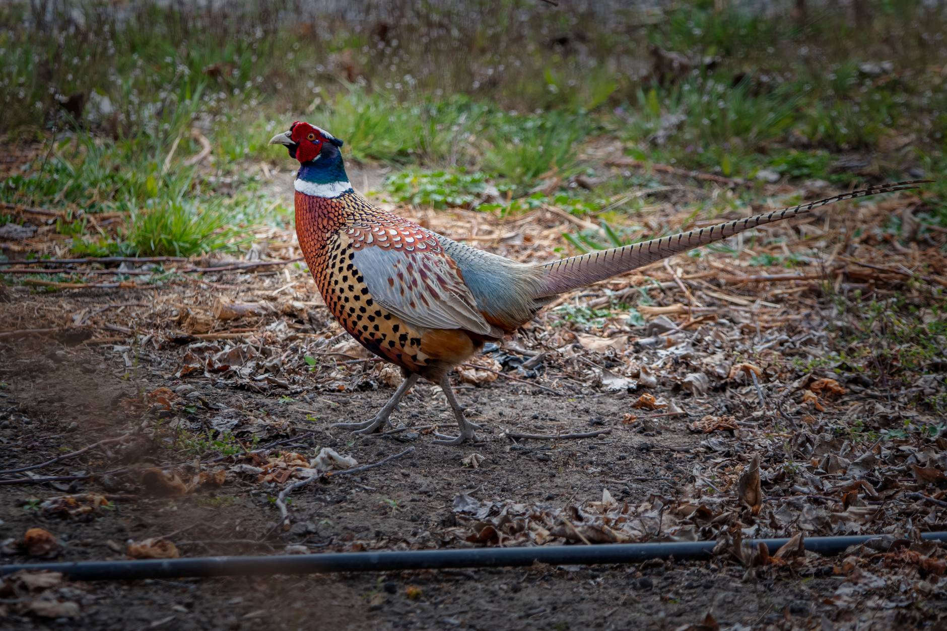 ring necked pheasant on ground
