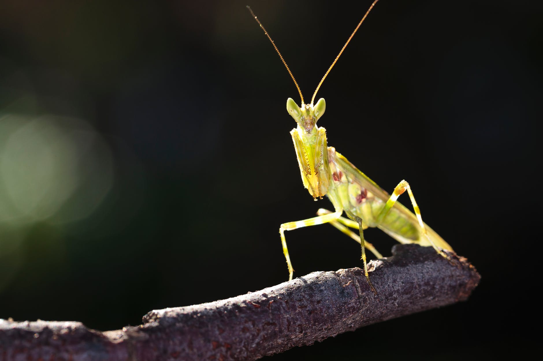 close up photo of green praying mantis