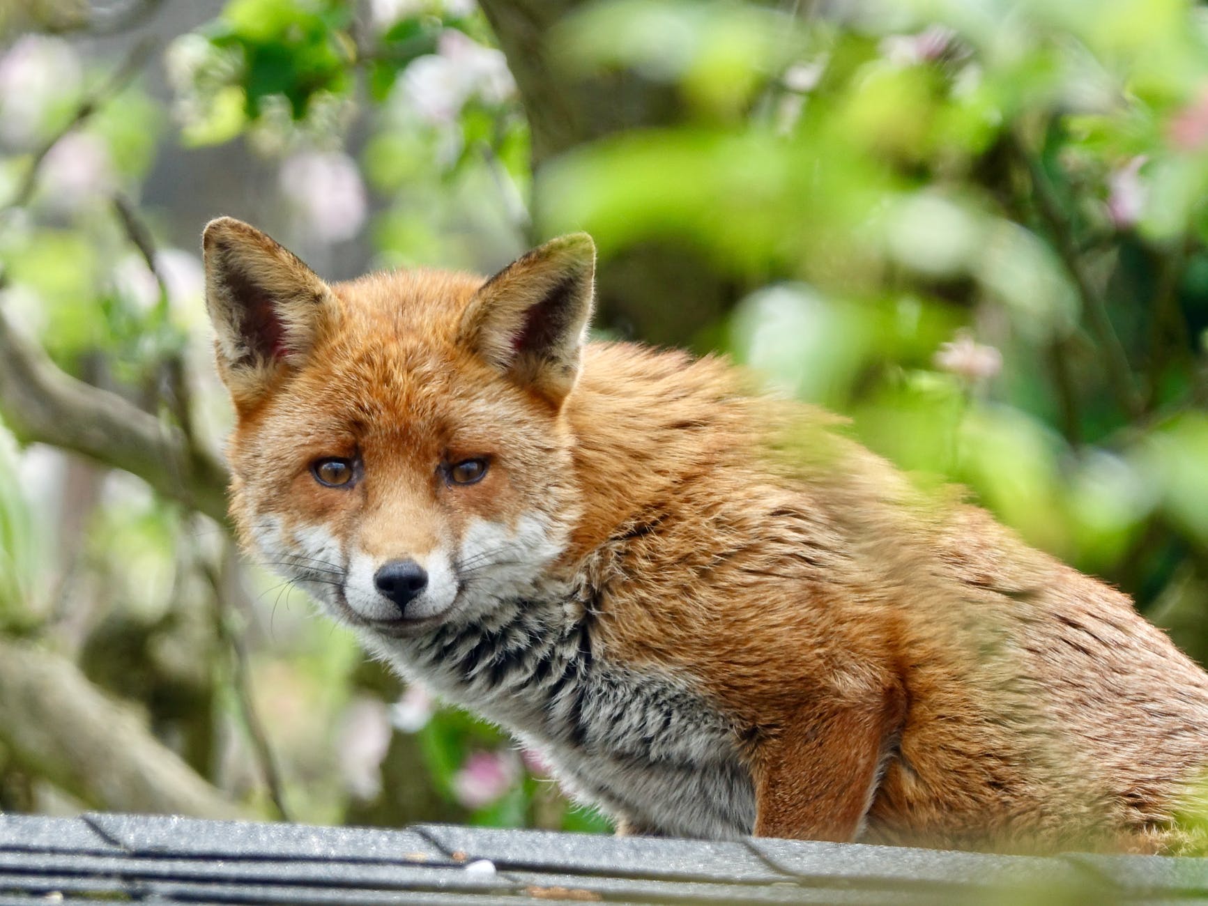 brown fox on gray wooden fence
