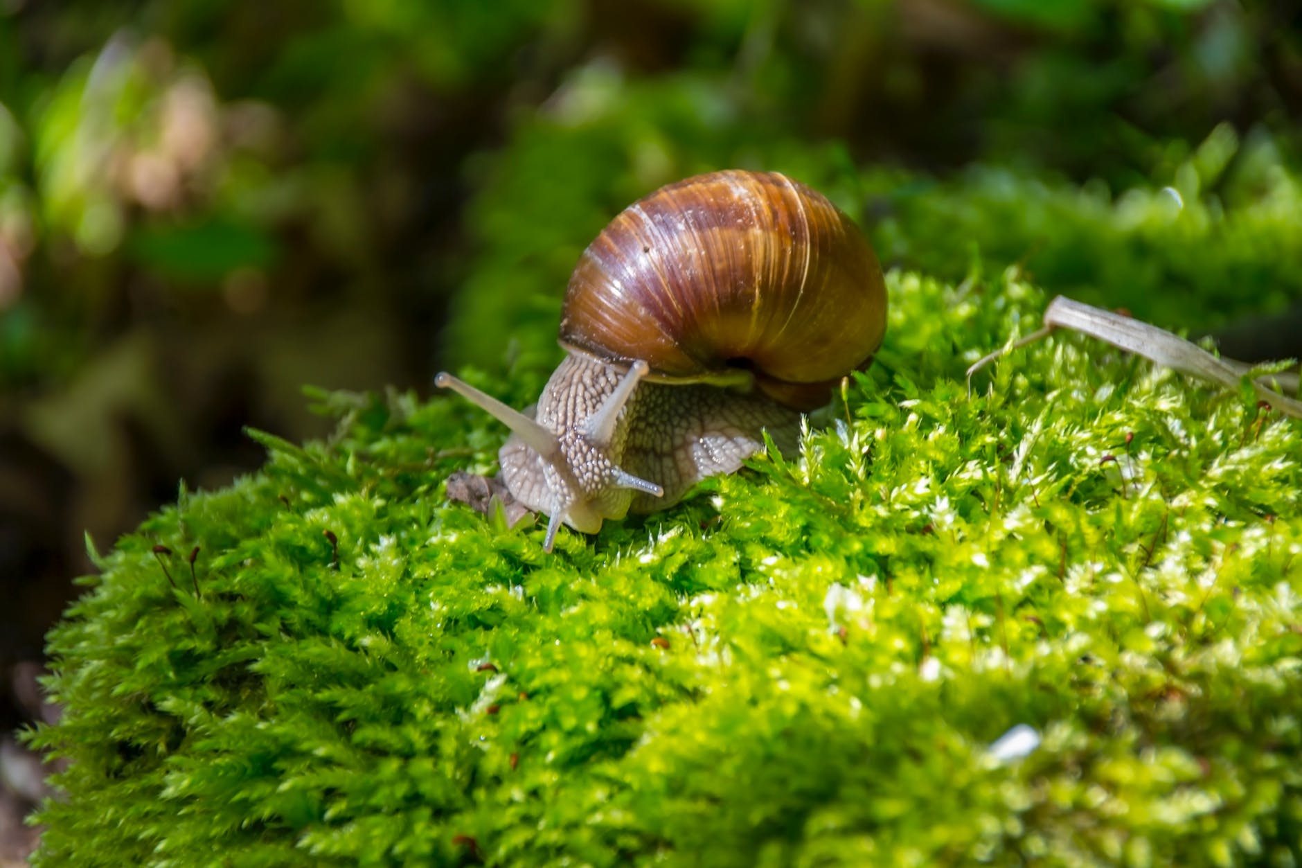 food healthy nature forest