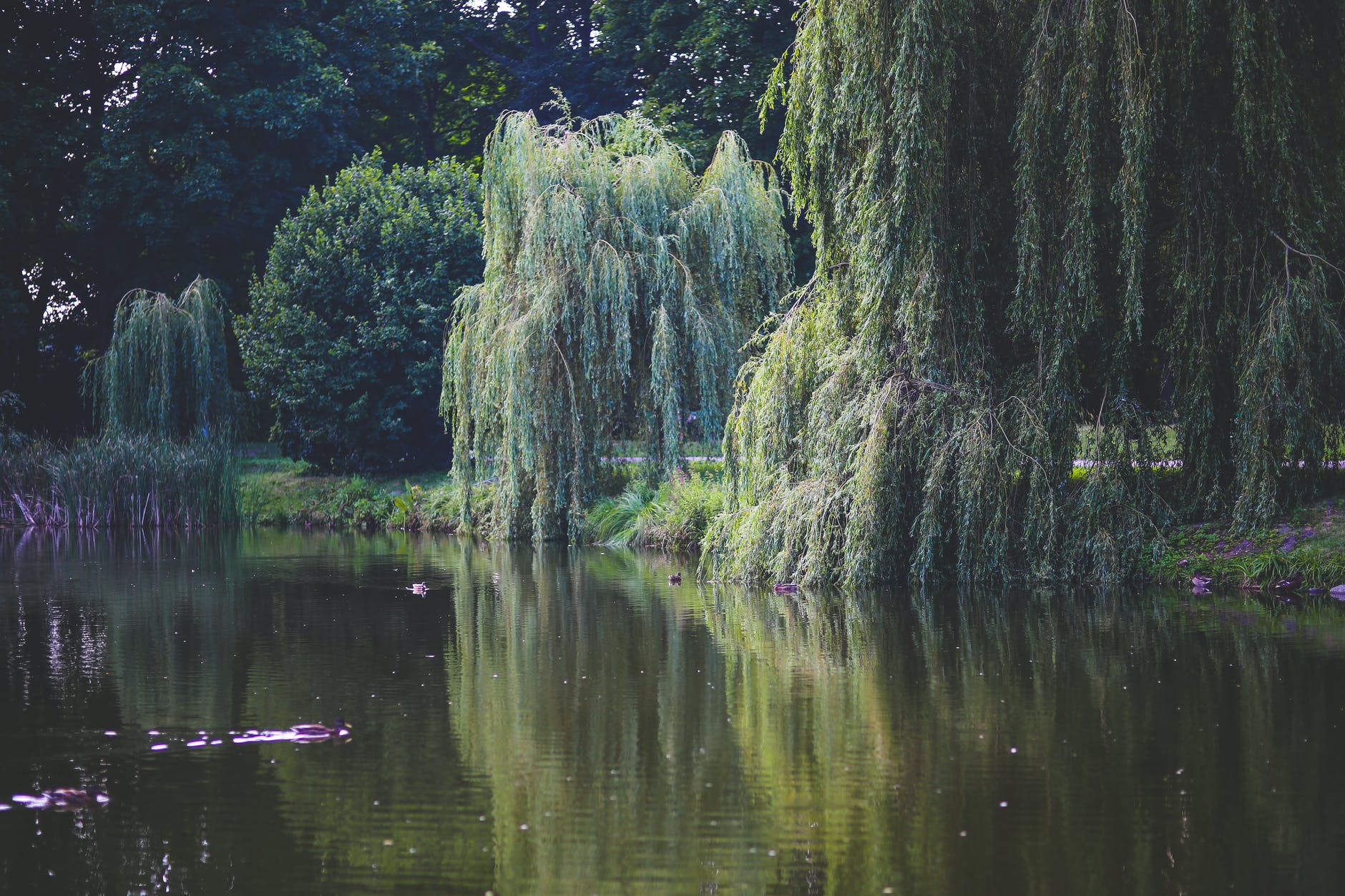 willow that grow along the river