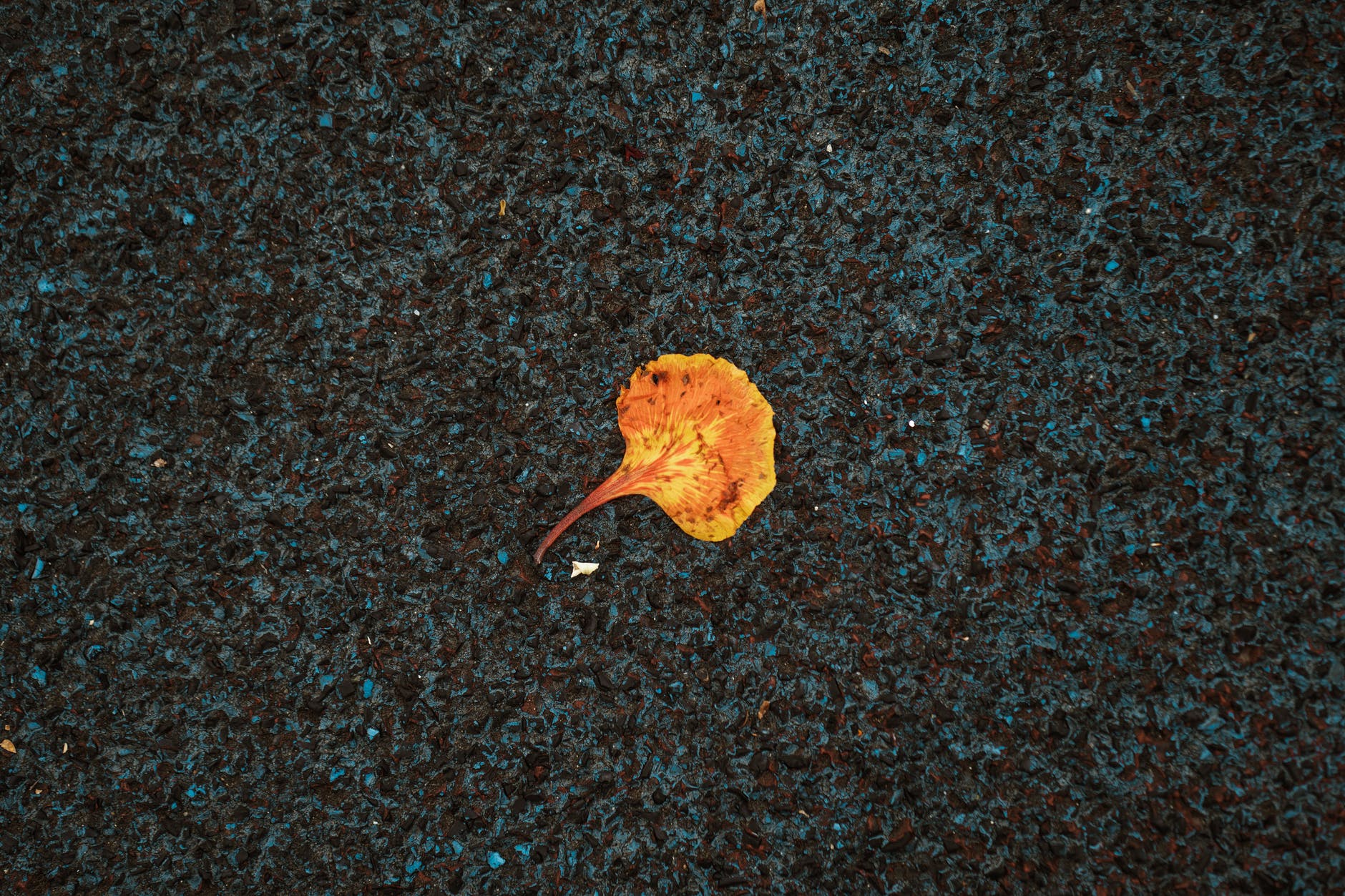 autumn fading leaf on dark pavement